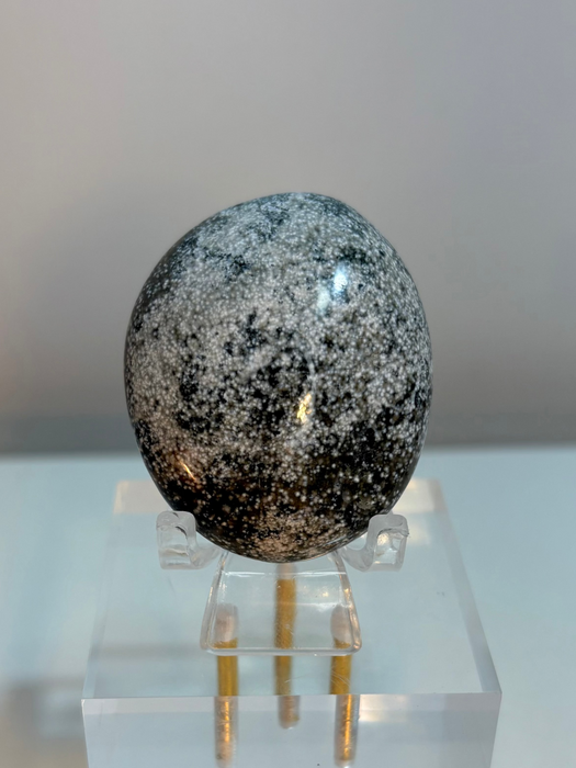 Small Ocean Jasper Palm