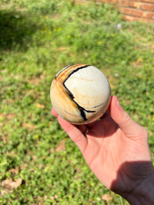 Dreamy Petrified Peanut Wood Sphere