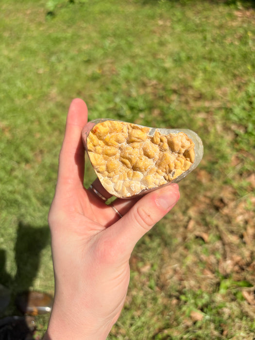 Yellow Velvety Sugar Agate Freeforms