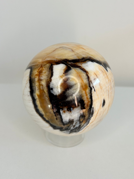 Dreamy Petrified Peanut Wood Sphere